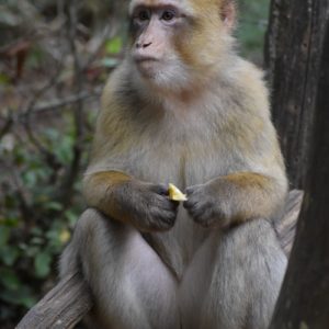 brown monkey sitting on tree branch