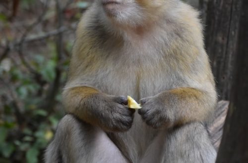 brown monkey sitting on tree branch